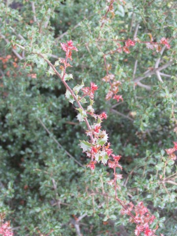 Quercus coccifera BhxQuercusCocciferaLeaf.JPG