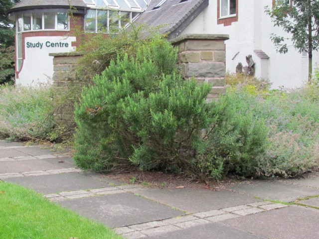 Rosmarinus officinalis BhxRosemary.JPG