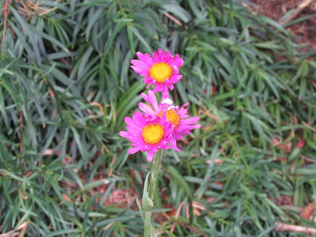 senecio pulcher BhxSenecioPulcherFlower.JPG