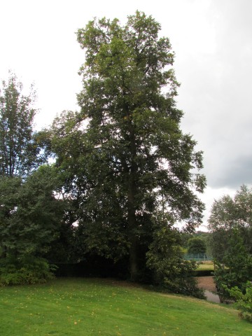 Tilia x europaea BhxTiliaEuroporea1.JPG