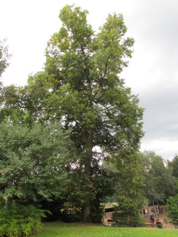 Tilia x europaea BhxTiliaEuroporea2.JPG