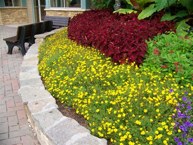 Picture of Bidens ferulifolia Goldilocks Rocks� 