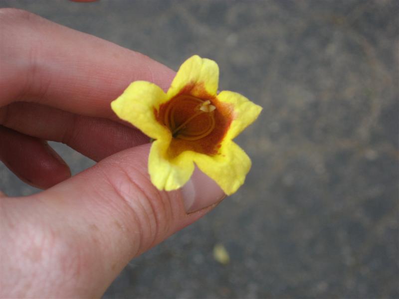 Picture of Bignonia capreolata  Cross Vine