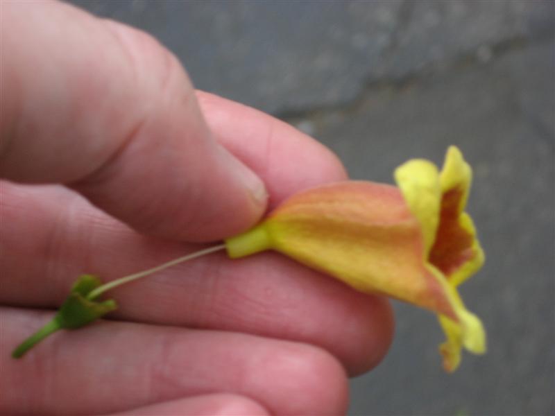 Picture of Bignonia capreolata  Cross Vine