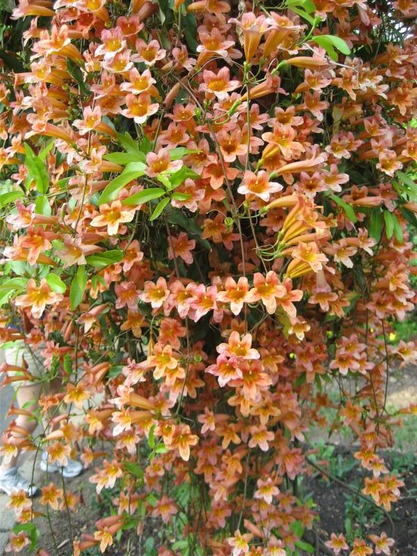 Picture of Bignonia capreolata  Cross Vine