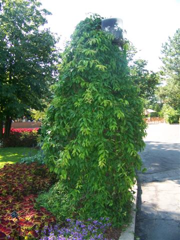 Picture of Bignonia capreolata  Cross Vine