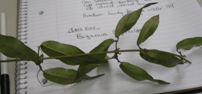 Picture of Bignonia capreolata  Cross Vine