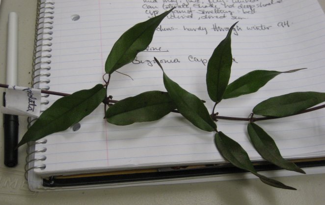 Picture of Bignonia capreolata  Cross Vine