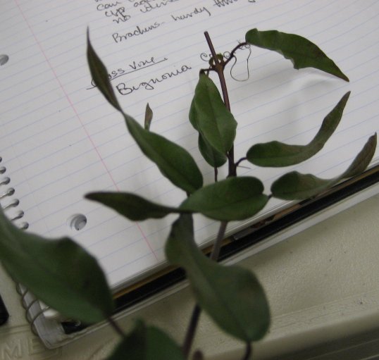 Picture of Bignonia capreolata  Cross Vine