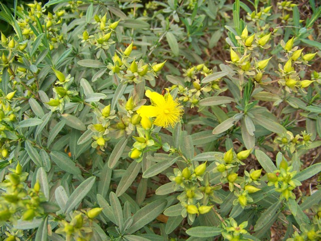 Picture of Hypericum kalmianum 'Blue Velvet' Blue Velvet St. Johnswort