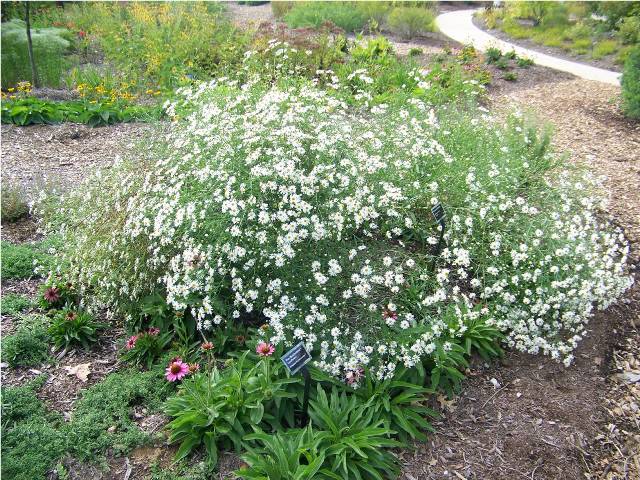 Picture of Boltonia asteroides 'Snowbank' Snowbank Boltonia