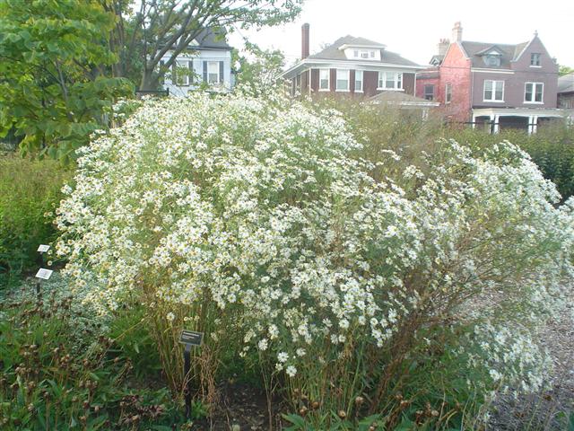 Picture of Boltonia asteroides 'Snowbank' Snowbank Boltonia