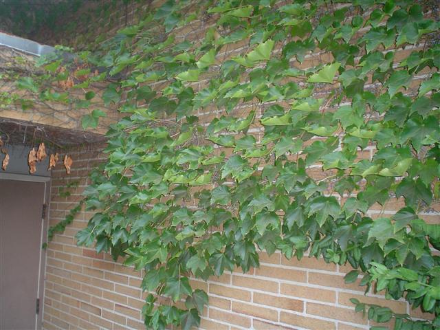 Picture of Parthenocissus tricuspidata  Boston Ivy