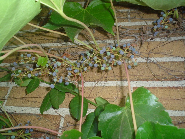 Picture of Parthenocissus tricuspidata  Boston Ivy