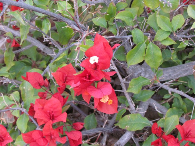 Bougainvillea spp BougainvilleaSpectabilisFlowerDetail.JPG