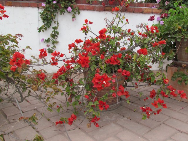 Bougainvillea spp BougainvilleaSpectabilisFullPlantPeru.JPG