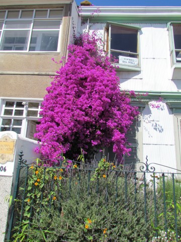 Bougainvillea spp BougainvilleaWallValparaisoChile2.JPG