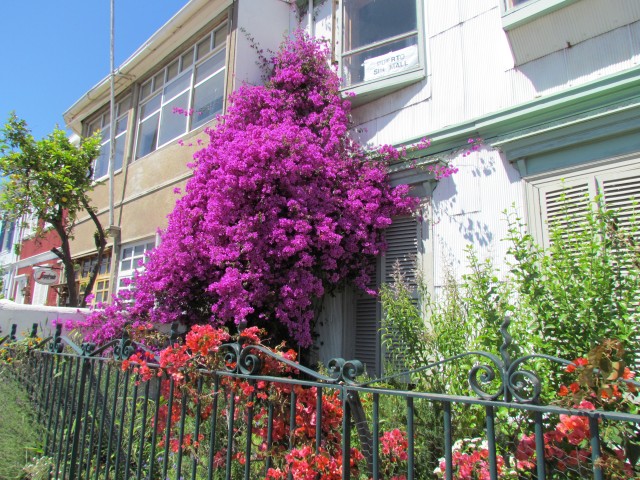 Bougainvillea spp BougainvilleaWallValparaisoChile3.JPG