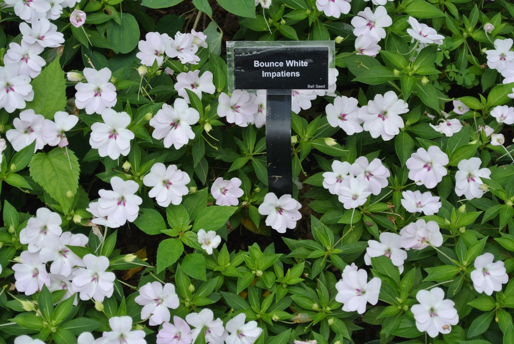 Picture of Impatiens hybrida 'Bounce White' Bounce White Impatiens