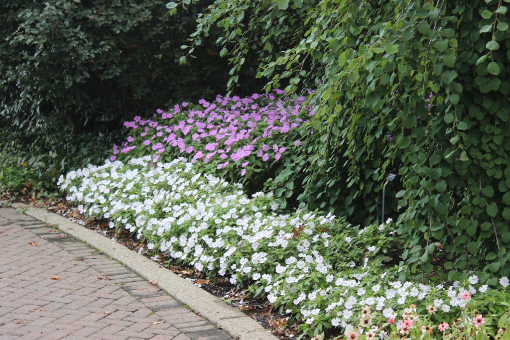 Picture of Impatiens hybrida 'Bounce White' Bounce White Impatiens