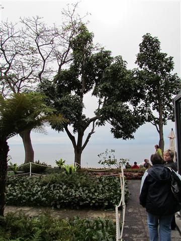 Brachychiton acerifolius BrachychitonAcerifoliumFull4.JPG