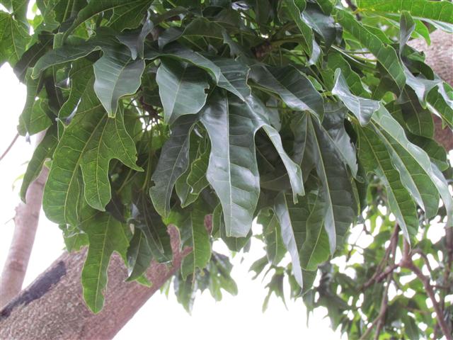 Brachychiton acerifolius BrachychitonAcerifoliumLeaf.JPG