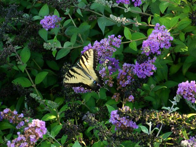 Picture of Buddleia x 'Blue Chip' Lo 