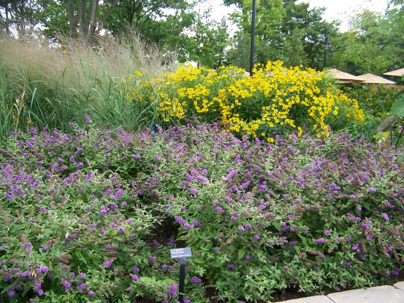 Picture of Buddleia x 'Blue Chip' Lo 