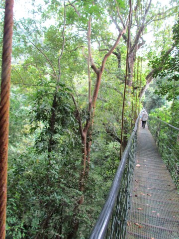 Bursera simaruba BurseraSimoruba2Bridge1.JPG