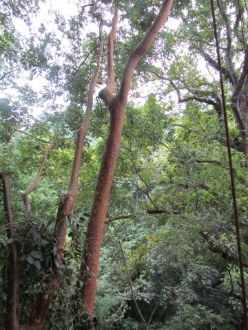 Bursera simaruba BurseraSimoruba2Bridge4.JPG