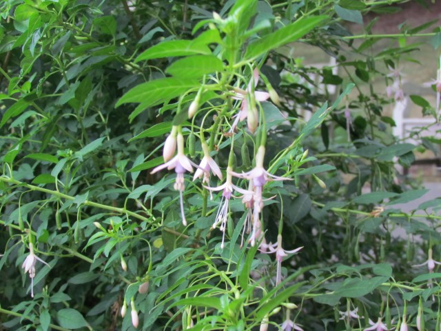 fuchsia magellanica BxhFuchsiaMagellanicaMolinaeFlower1.JPG