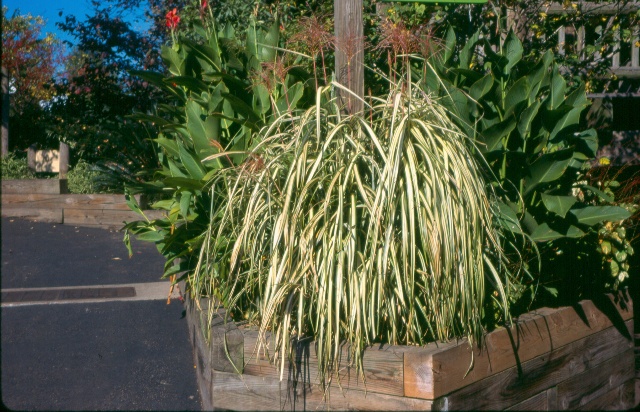 Picture of Miscanthus sinensis var. condensatus 'Cabaret' Cabaret Silver Grass