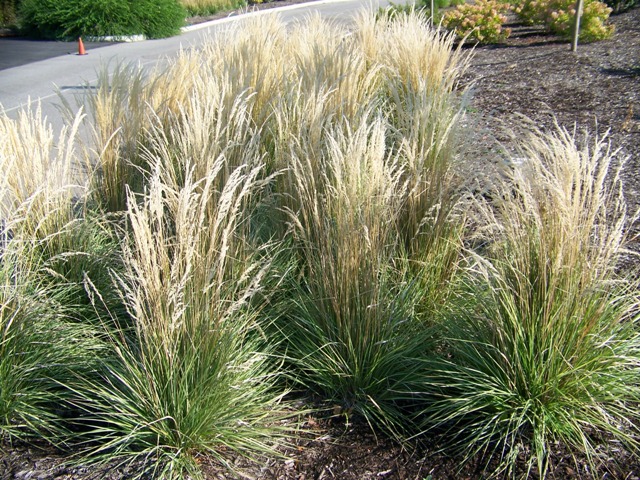 Calamagrostis x acutiflora Calam.Overdam.JPG