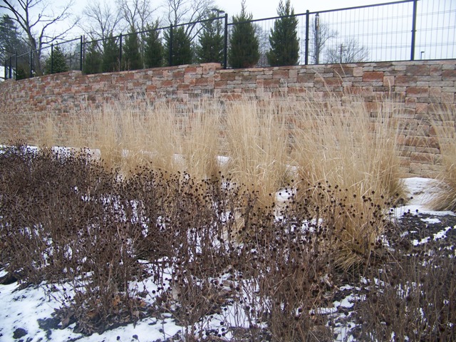 Picture of Calamagrostis x acutiflora 'Karl Foerster' Karl Foerster Feather Reed Grass