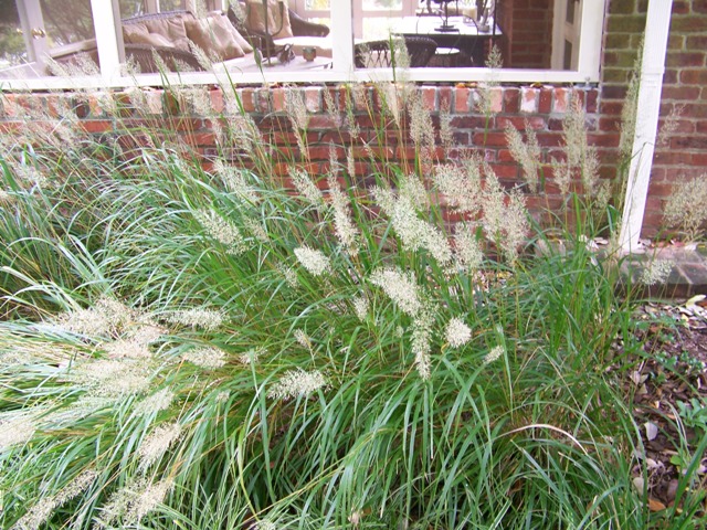 Picture of Calamagrostis%20brachytricha%20%20Korean%20Feather%20Reed%20Grass