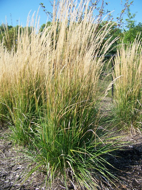 Picture of Calamagrostis%20x%20acutiflora%20'Karl%20Foerster'%20Karl%20Foerster%20Feather%20Reed%20Grass