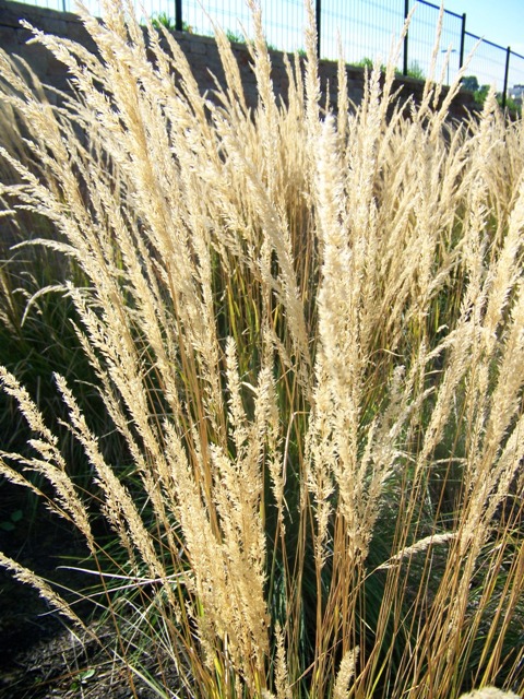 Picture of Calamagrostis%20x%20acutiflora%20'Karl%20Foerster'%20Karl%20Foerster%20Feather%20Reed%20Grass