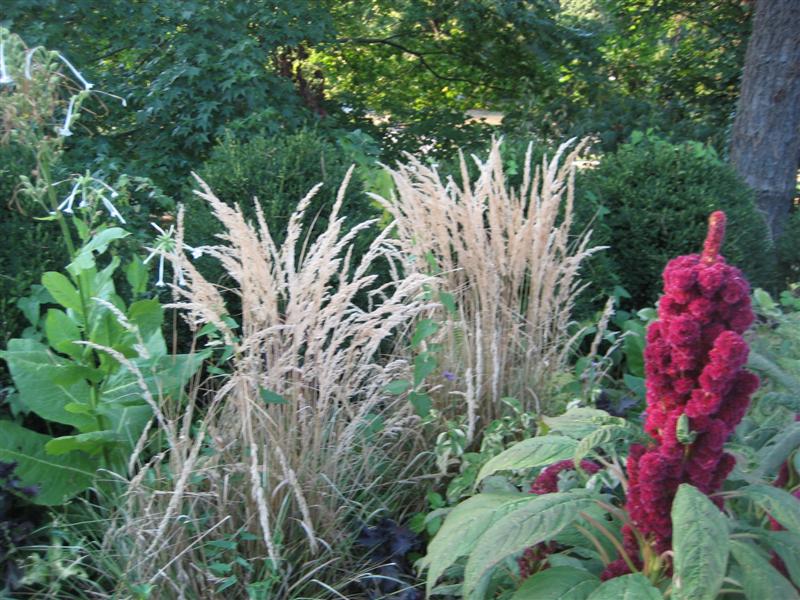 Calamagrostis acutiflora Calamagrostis_acutiflora_ap.JPG