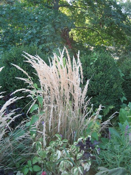 Calamagrostis acutiflora Calamagrostis_acutiflora_distance_ap.JPG