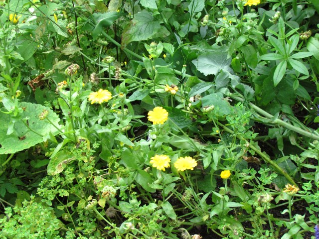 Calendula officinalis CalendulaOfficinalisFlowerCUBG.JPG