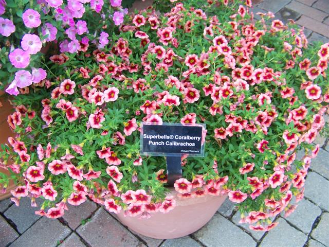 Picture of Calibrachoa  Superbells� Coralberry Punch Superbells� Coralberry Punch Calibrachoa