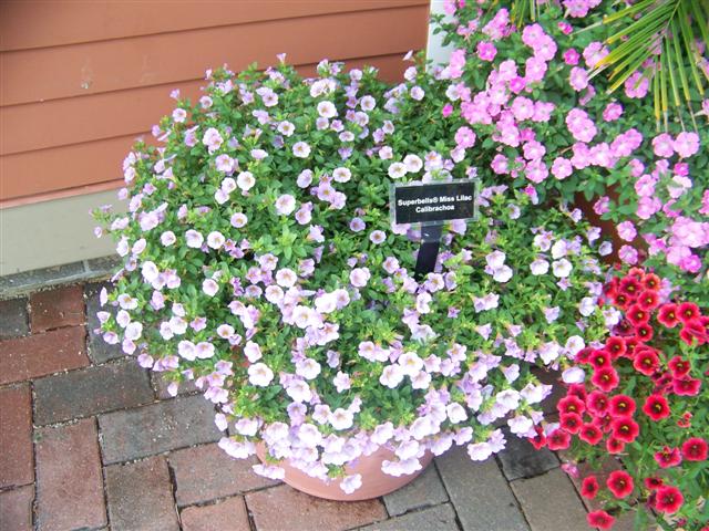 Picture of Calibrachoa  Superbells Miss Lilac Superbells Miss Lilac Calibrachoa