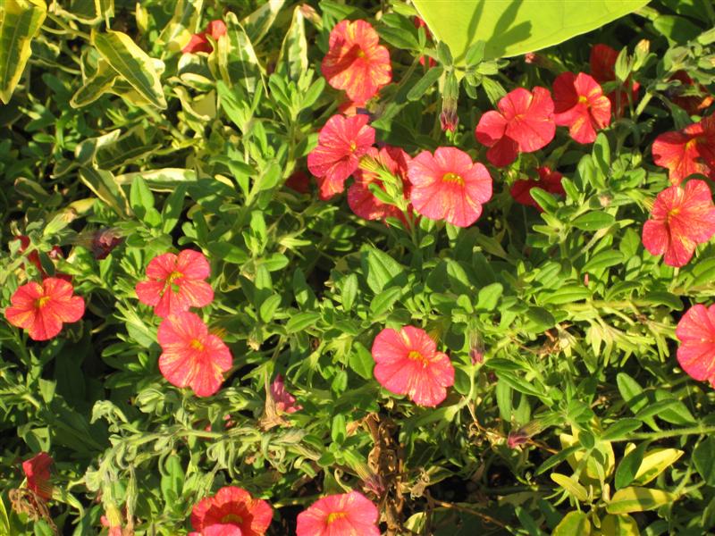 Calibrachoa  Calibrachoa_flowers.JPG