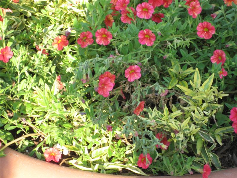 Calibrachoa  Calibrachoa_flowers_and_foliage.JPG