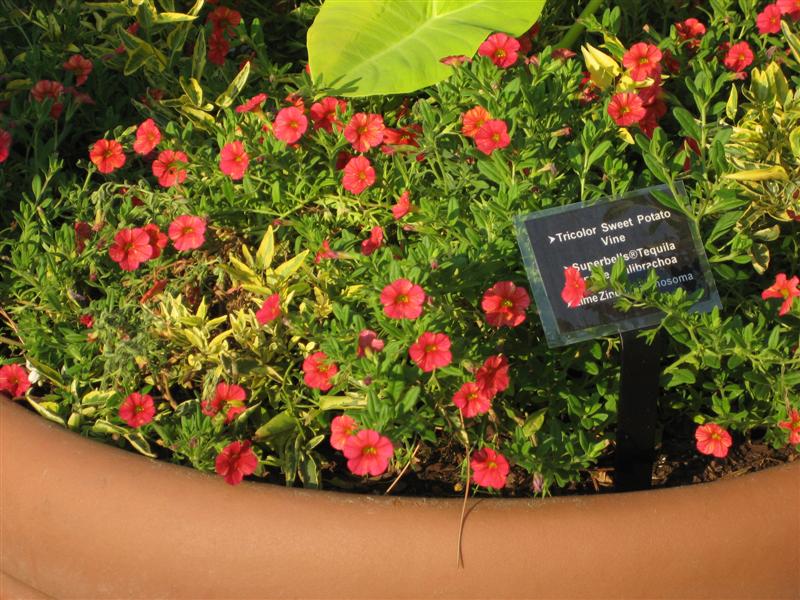 Calibrachoa  Calibrachoa_potted.JPG