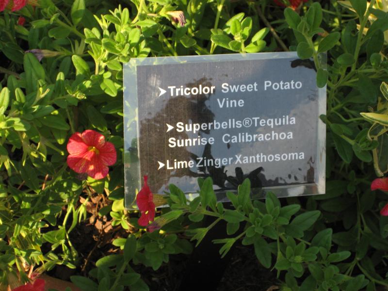 Calibrachoa  Calibrachoa_sign.JPG