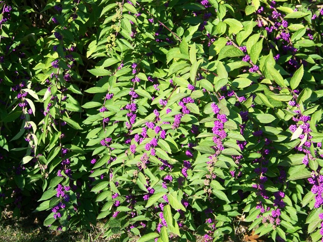 Picture of Callicarpa%20dichotoma%20'Issai'%20Issai%20Purple%20Beautyberry