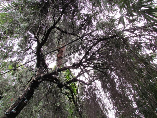 Callistemon viminalis CallistemonViminalisUnderside.JPG