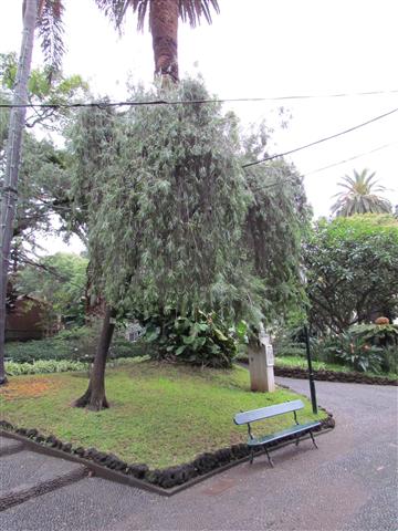 Callistemon viminalis CallistmonViminalisFull.JPG