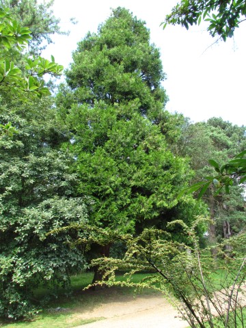 Calocedrus decurrens CalocedrusDecurrensIncenseCedarCUBG.JPG